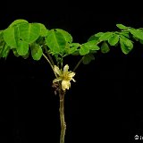 Moringa oleifera ©JLcoll.4885.jpg